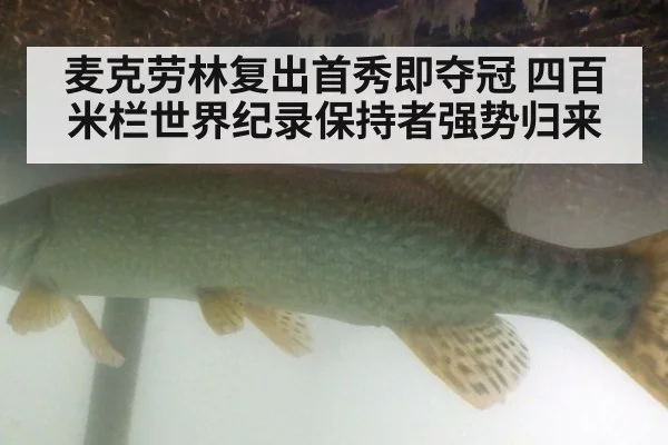 麦克劳林复出首秀即夺冠 四百米栏世界纪录保持者强势归来